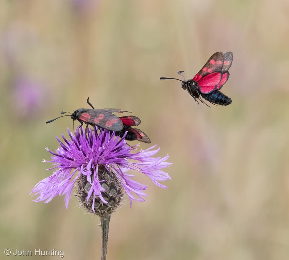 Burnet Moths by John Hunting