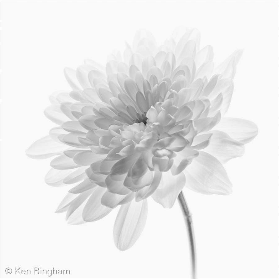 A Pale Flower by Ken Bingham