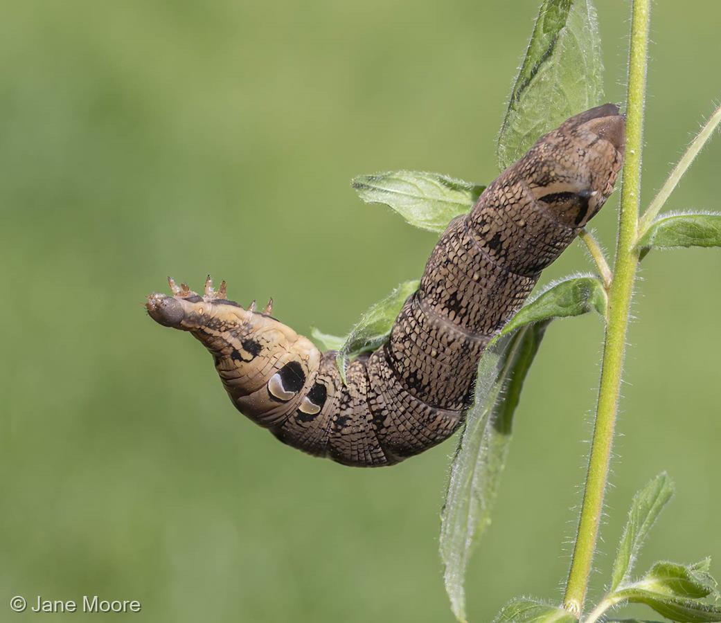 Hawkmoth Caterpillar by Jane Moore