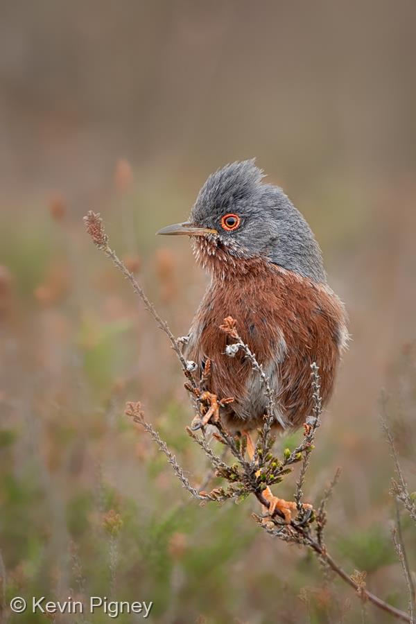 Dartford Warbler by Kevin Pigney