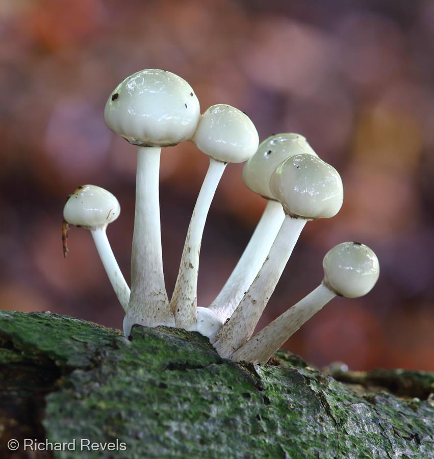 Porcelain Fungus on Beech Tree by Richard Revels