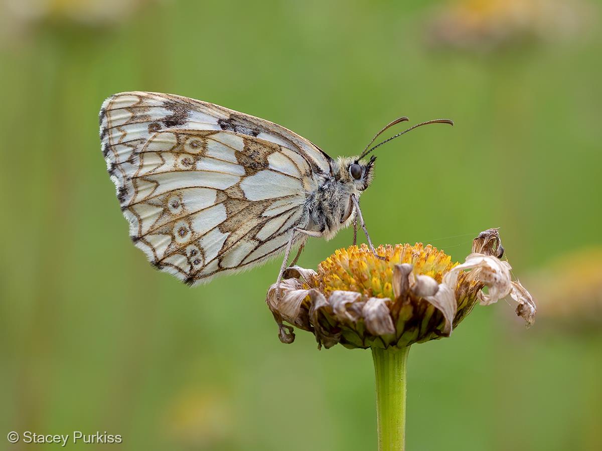 Marbled White Butterfly by Stacey Purkiss