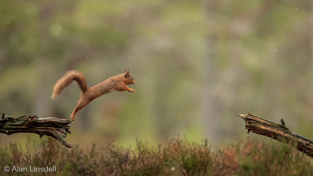 Red Squirrel Leap by Alan Linsdell