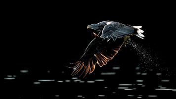 White-tailed Eagle in Evening Light