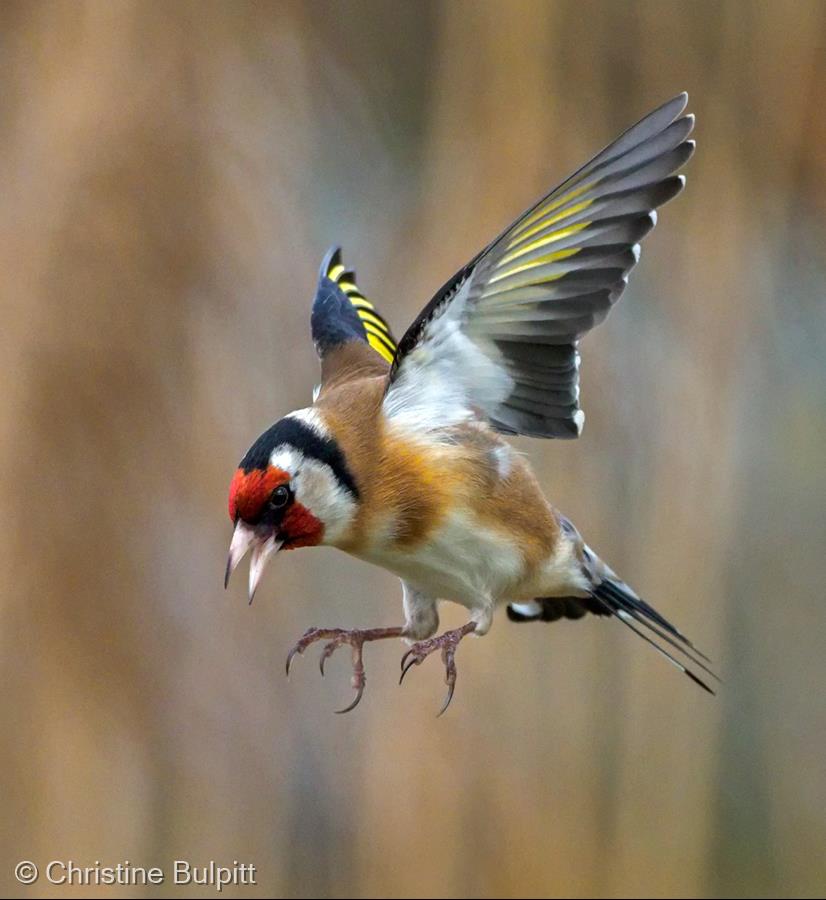 Goldfinch Hovering by Christine Bulpitt