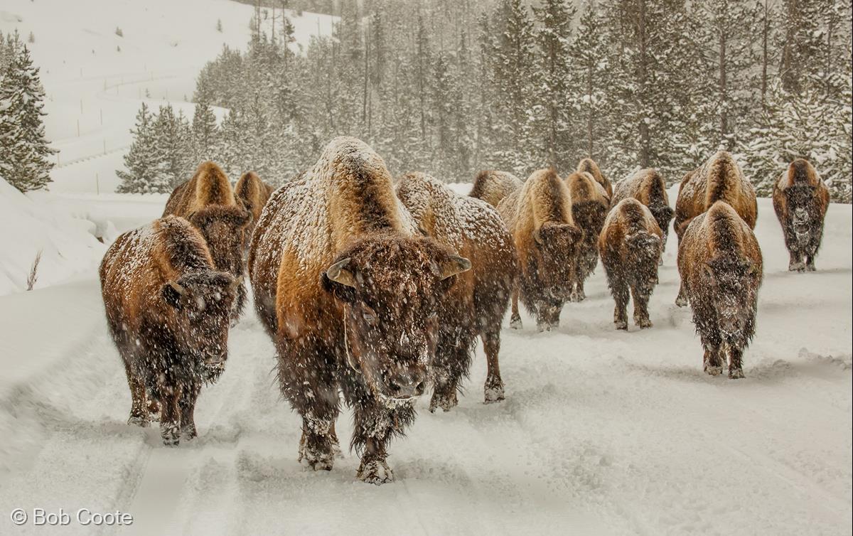 Bison by Bob Coote