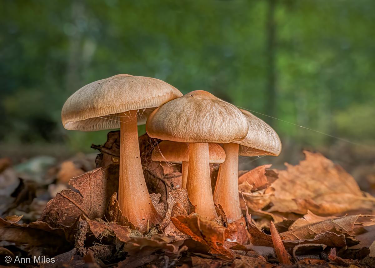 Butter Caps (Rhodocollybia butyracea) by Ann Miles