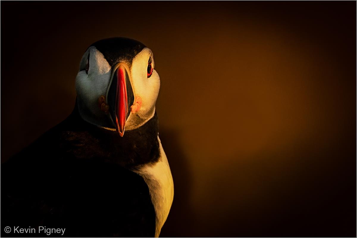 Puffin Sidelit by the Setting Sun on Skomer by Kevin Pigney