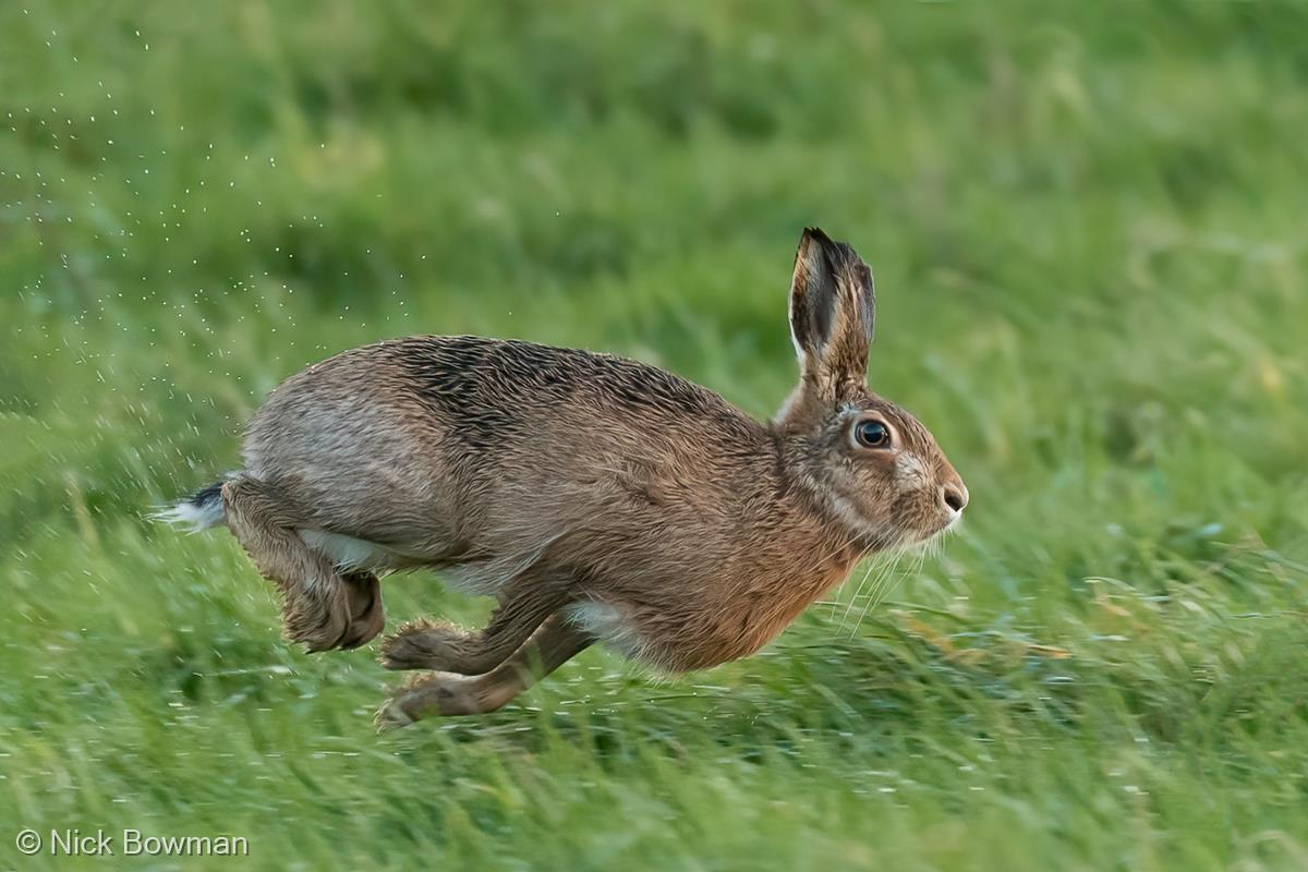 Brown Hare Making a Splash by Nick Bowman