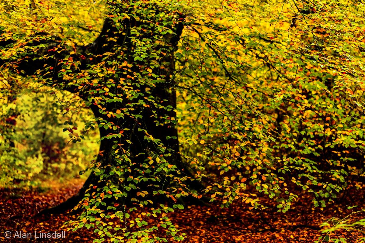 Autumnal Beech Tree by Alan Linsdell
