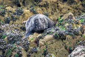Sleepy Seal (Halichoerus grypus)