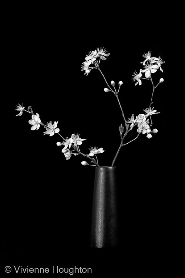 White on Black by Vivienne Houghton