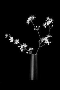 White on Black