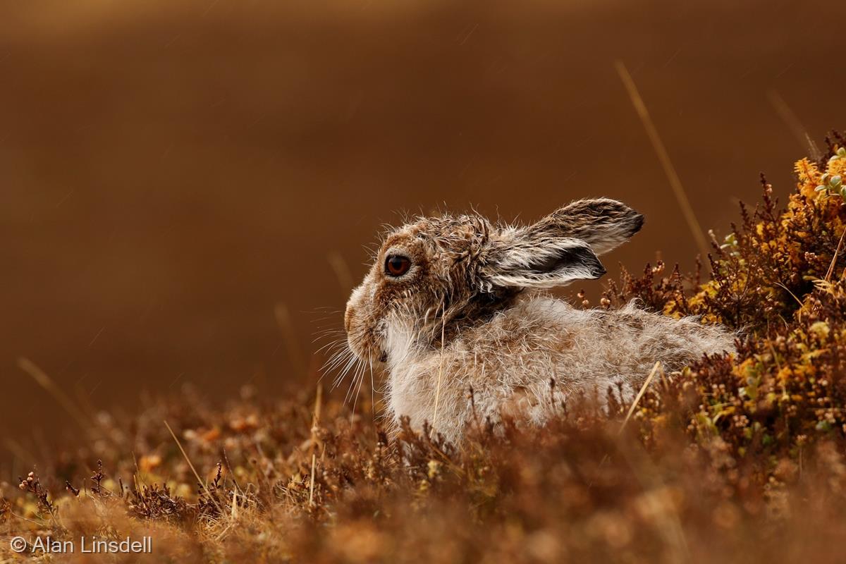 Mountain Hare in the Rain by Alan Linsdell