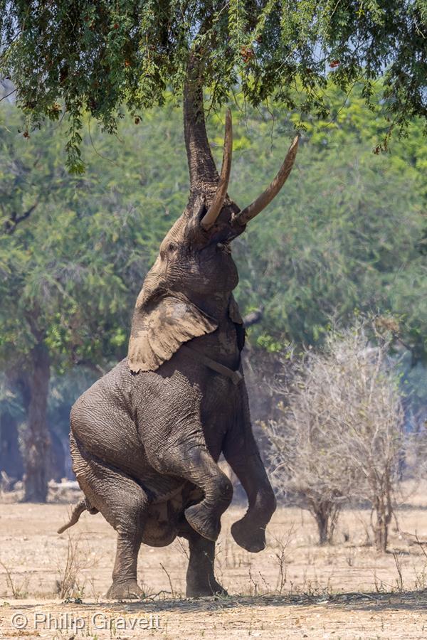 Stretching for the Fruits by Philip Gravett