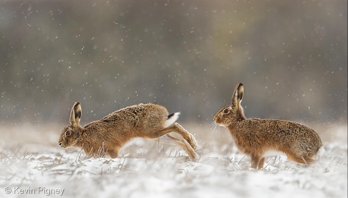 Brown Hares in Snowfall by Kevin Pigney