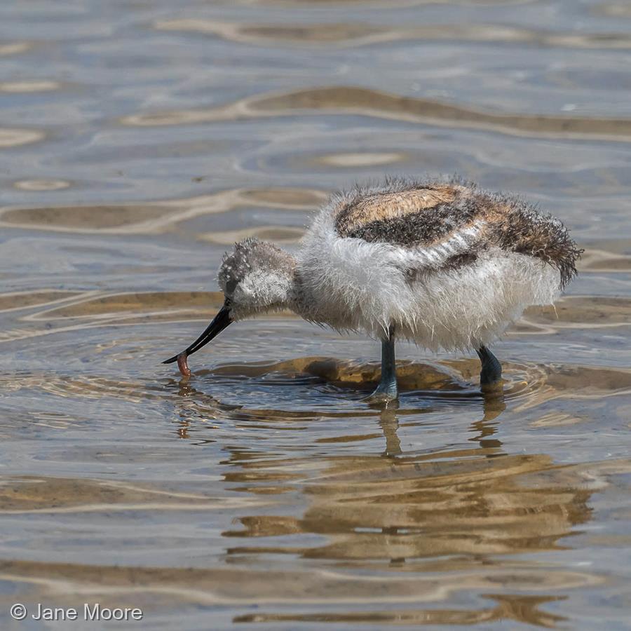 Juvenile Avocet by Jane Moore