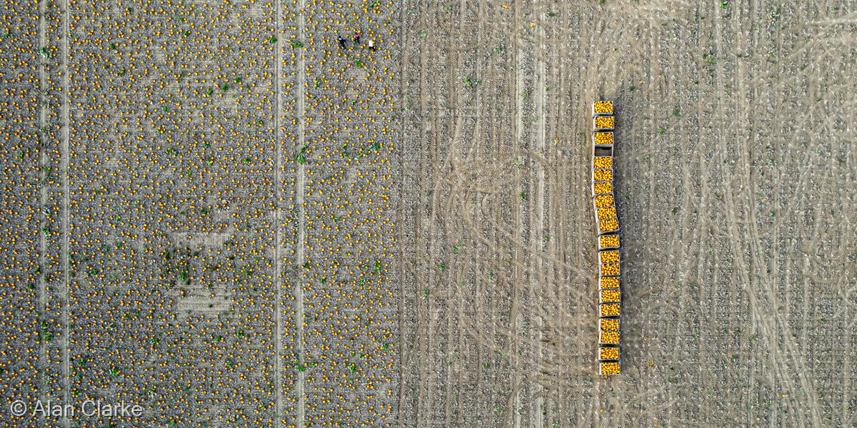 The Pumpkin Harvest - Near Upwell by Alan Clarke