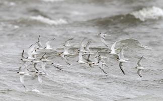 Little Terns Returning to Nest
