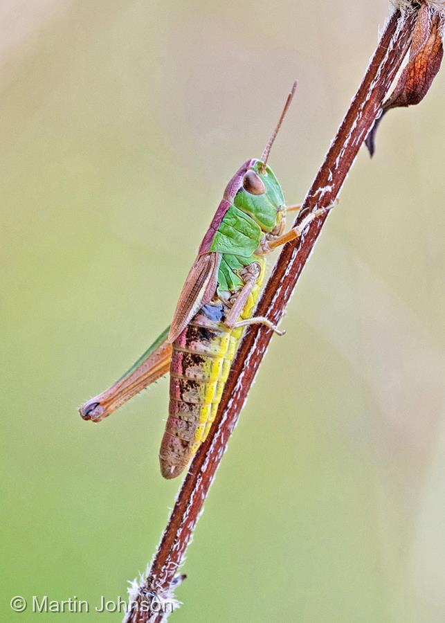 Female Meadow Grasshopper by Martin Johnson