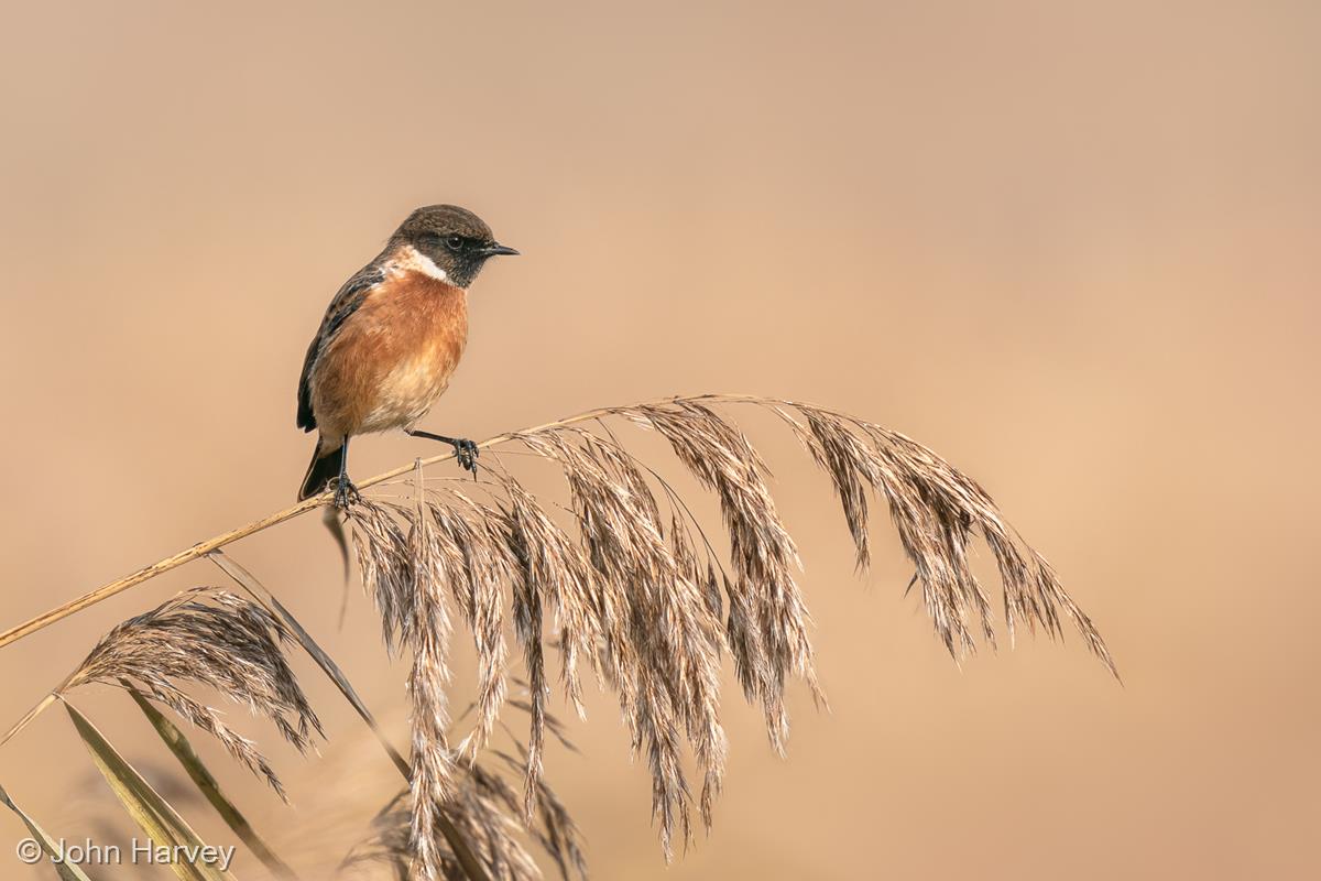 Male Stonechat by John Harvey