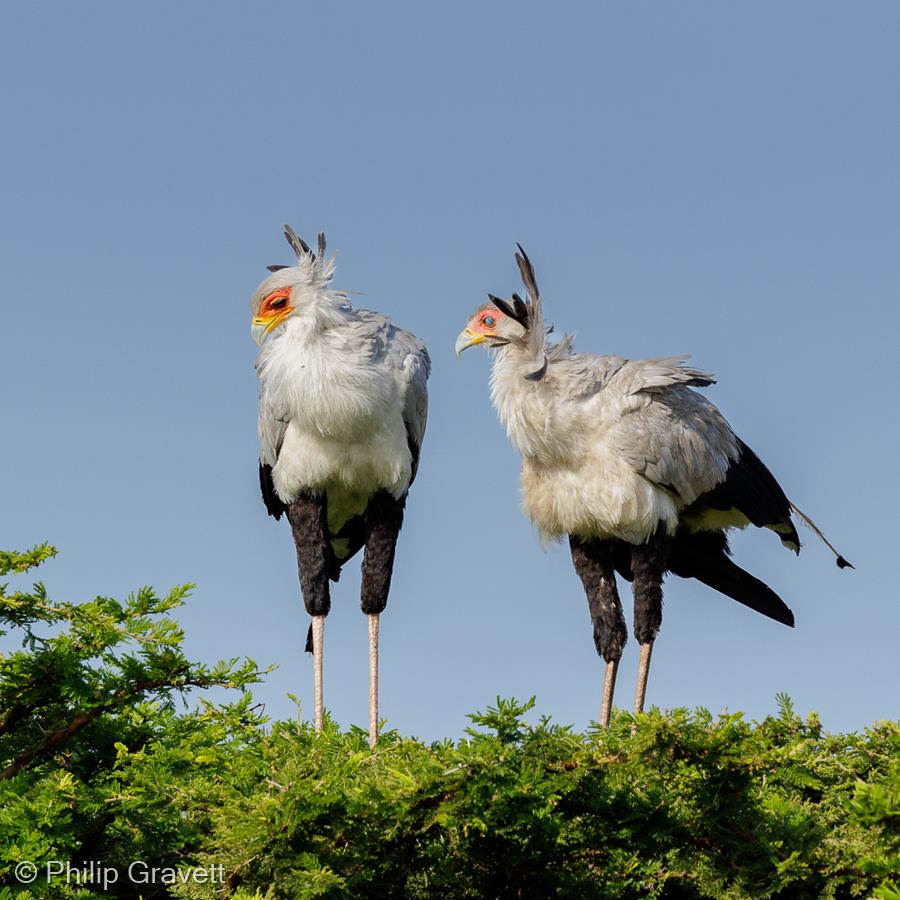 Secretary Birds by Philip Gravett