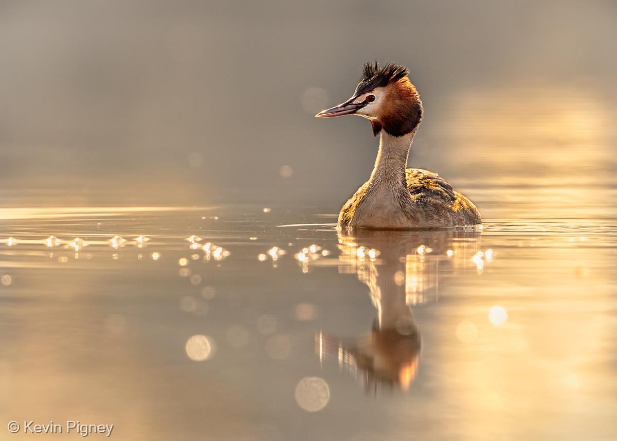 Great Crested Grebe Backlit by Kevin Pigney