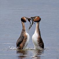 Great Crested Grebe - Weed Dance