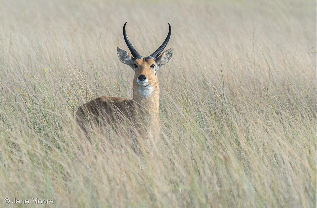 Common Reedbuck by Jane Moore