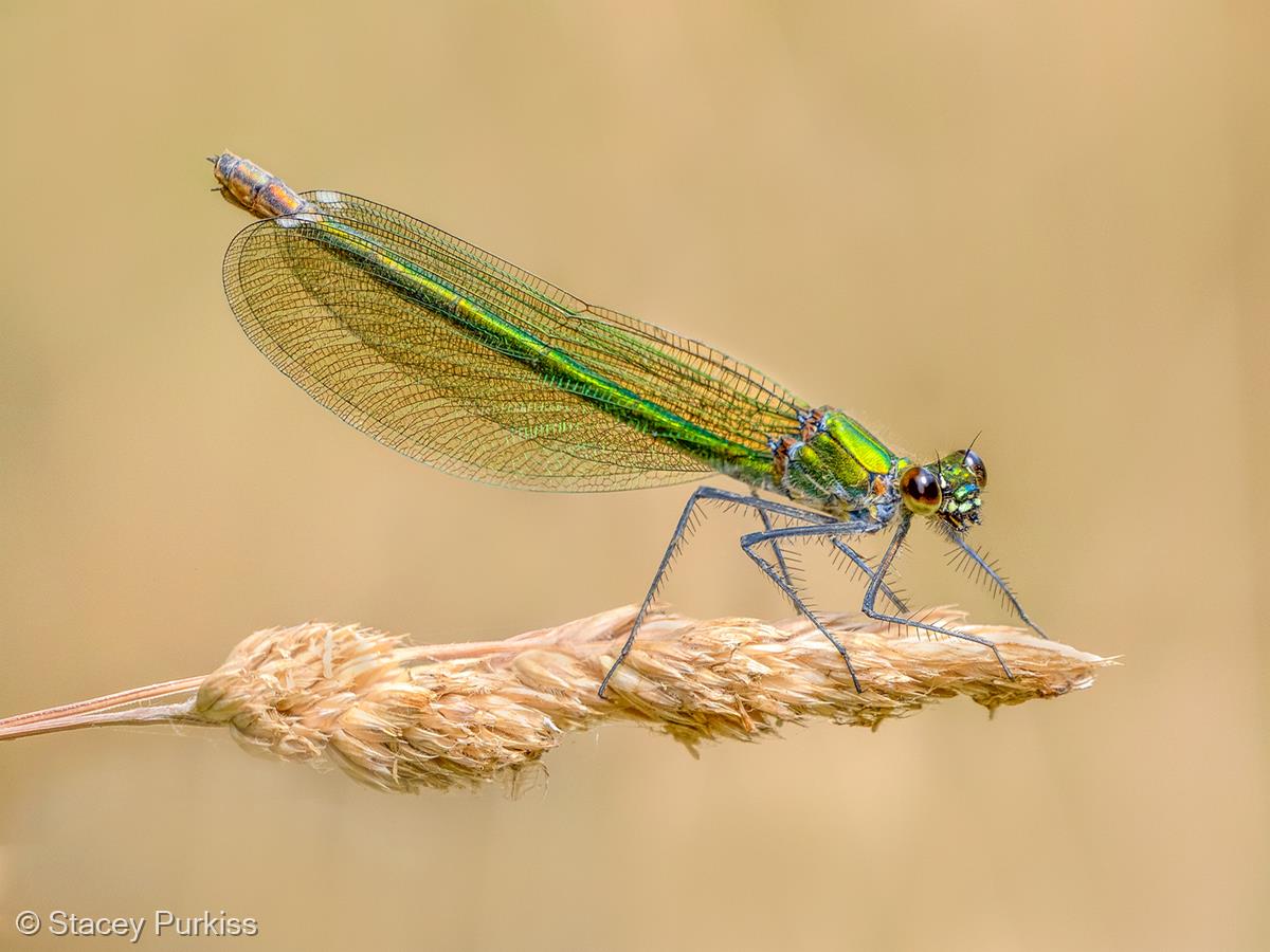 Female Banded Demoiselle by Stacey Purkiss