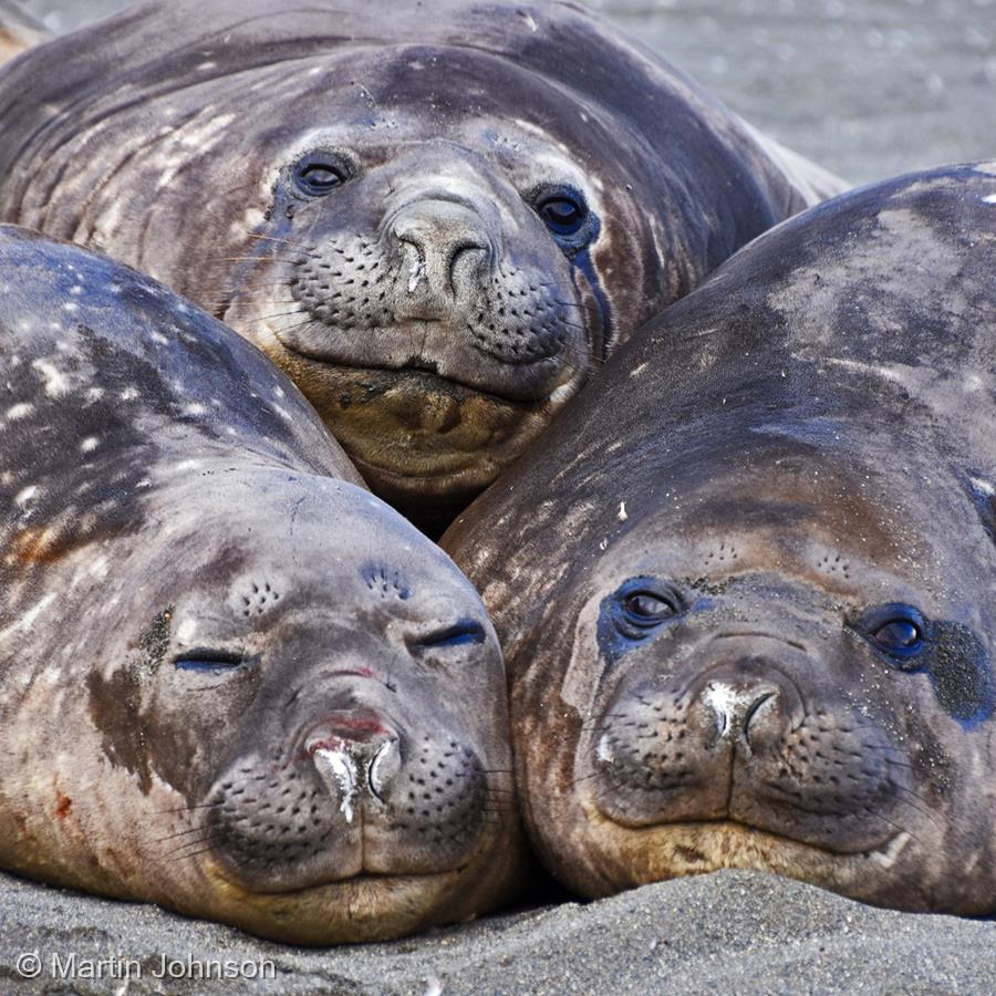 Three Elephant Seals by Martin Johnson