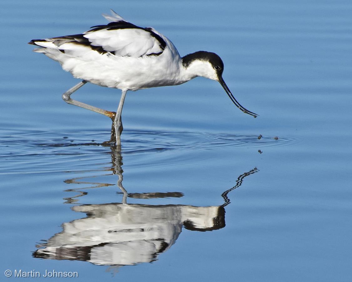 Avocet Feeding by Martin Johnson