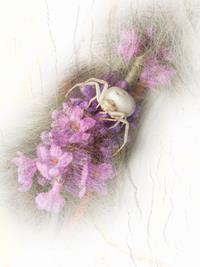 Crab Spider