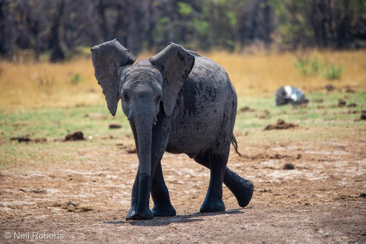 Botswana Baby Elephant by Neil Roberts