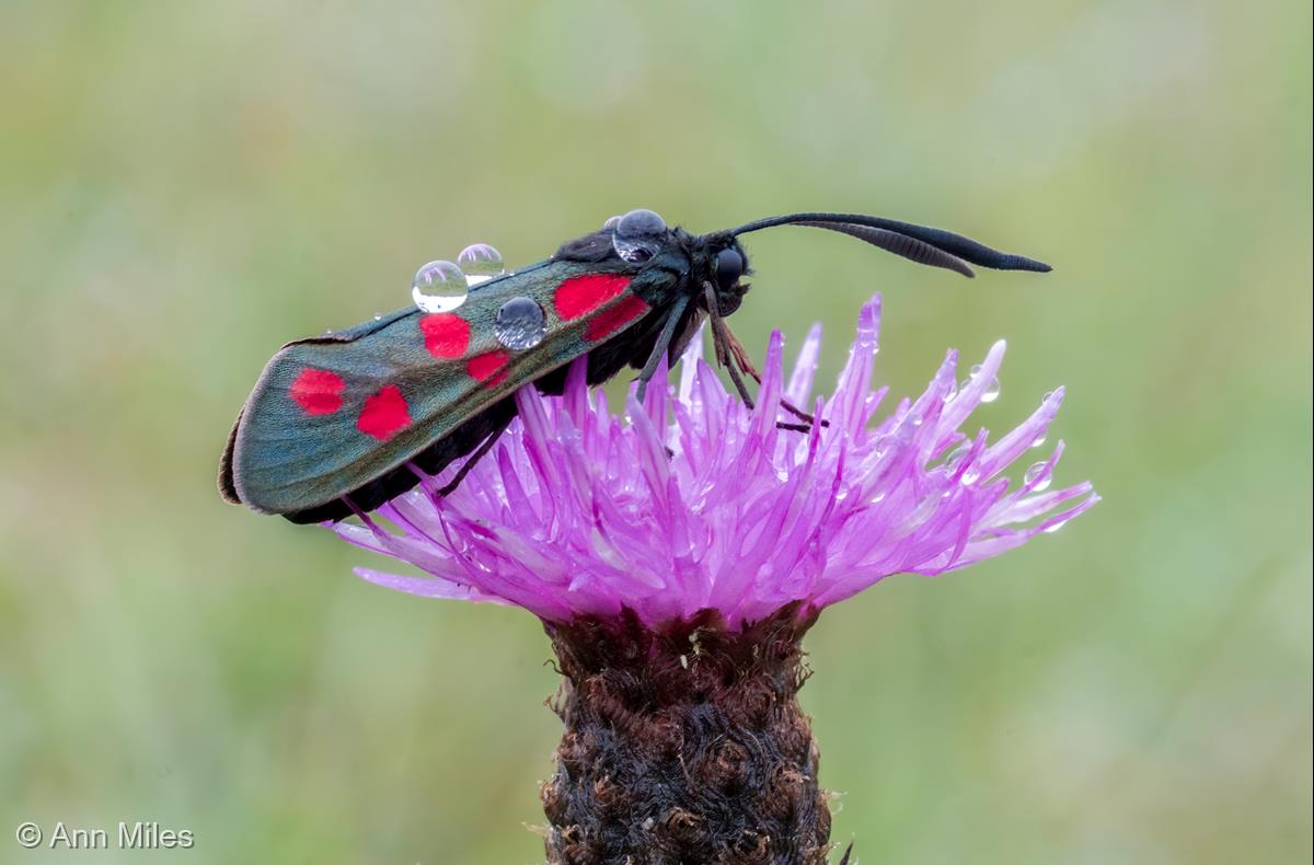 Burnet Moth on Knapweed by Ann Miles