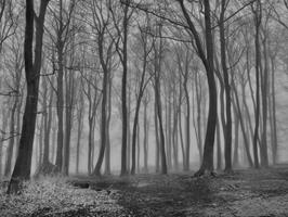 Misty Beechwood