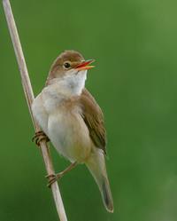 Reed Warbler