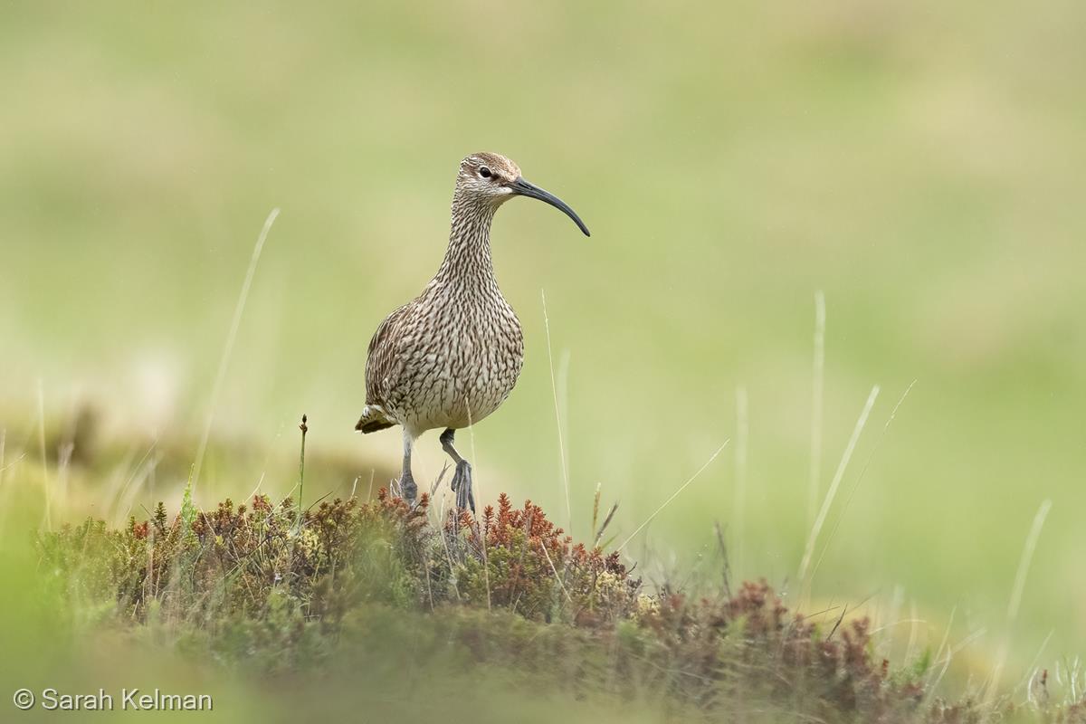 Whimbrel by Sarah Kelman