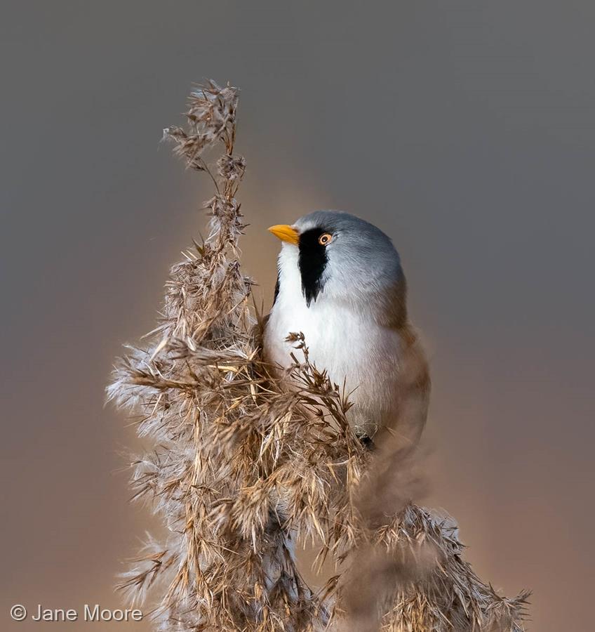 Bearded Tit by Jane Moore