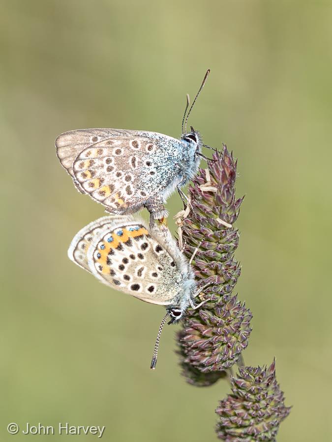 Pair of Silver-studded Blues Mating by John Harvey