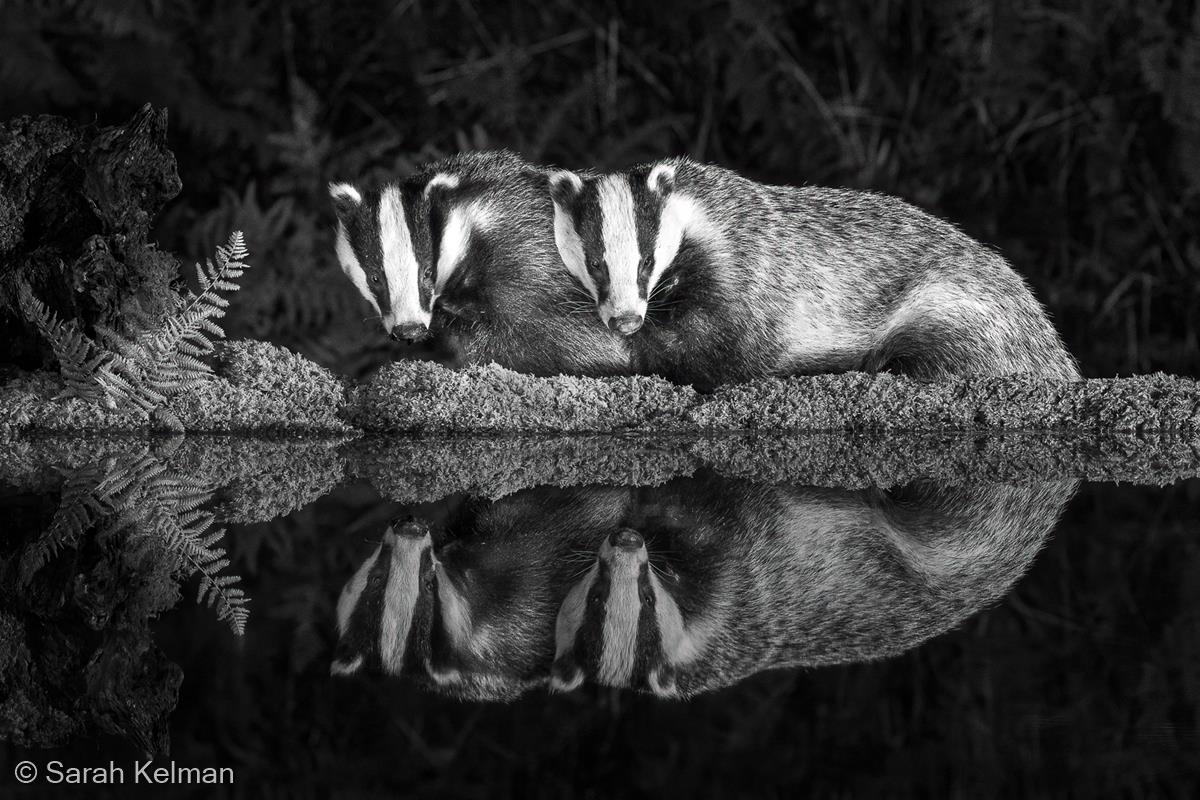Nocturnal Badgers by Sarah Kelman