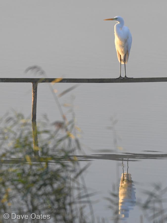 Morning Light by Dave Oates