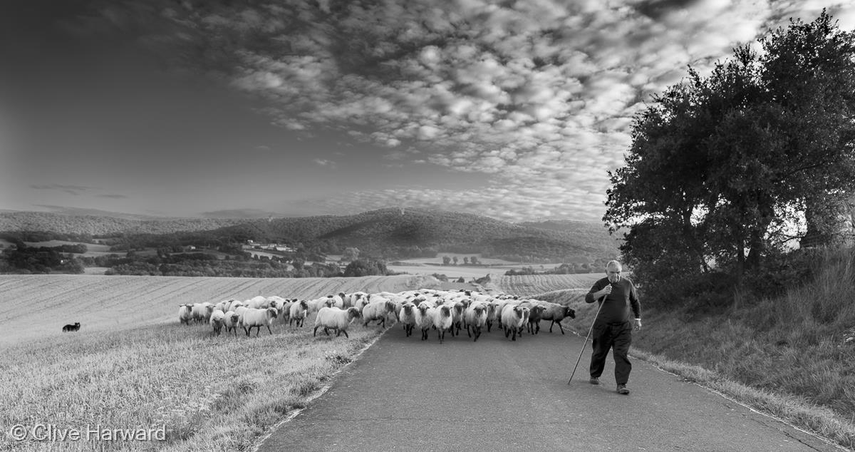 Taking out the Flock by Clive Harward