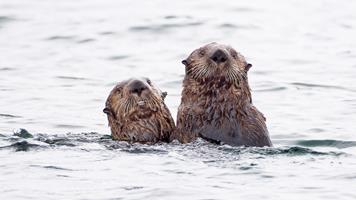 Sea Otter Pair, British Columbia