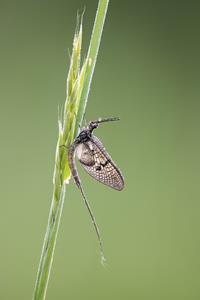 Mayfly