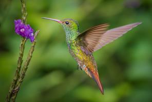 Hummingbird, Costa Rica