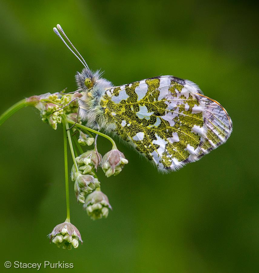 Orange Tip Butterfly by Stacey Purkiss