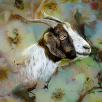 A Goat in Bloom