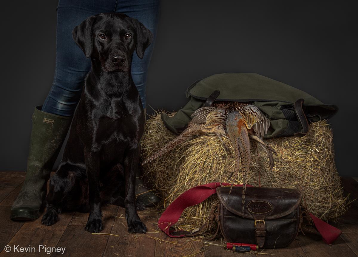 Croft - Young Trainee Gundog Portrait by Kevin Pigney