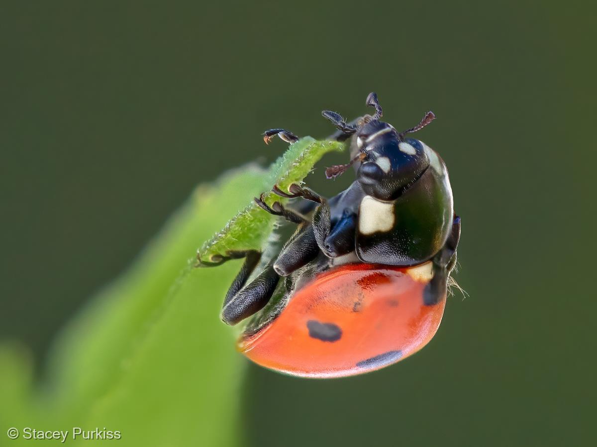 Ladybird by Stacey Purkiss